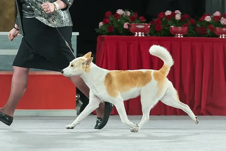 Canaan Dog