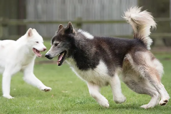 سگ اسکیمو کانادایی (Canadian Eskimo Dog)