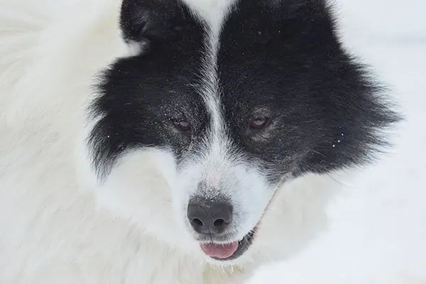 Canadian Eskimo Dog
