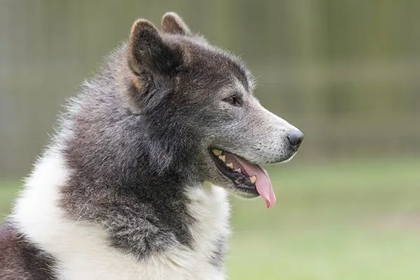 سگ اسکیمو کانادایی (Canadian Eskimo Dog)