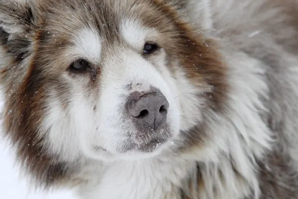 گالری تاریخچه سگ اسکیمو کانادایی (Canadian Eskimo Dog)