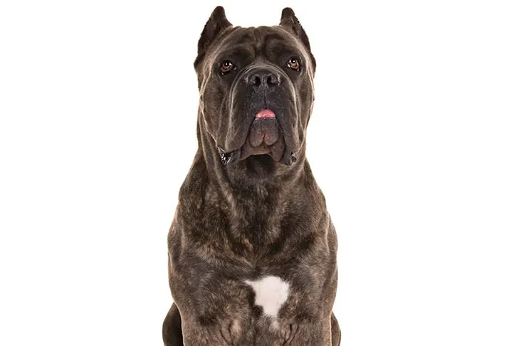 کین کورسو (Cane Corso)