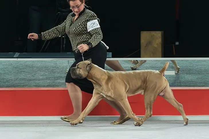 Cane Corso