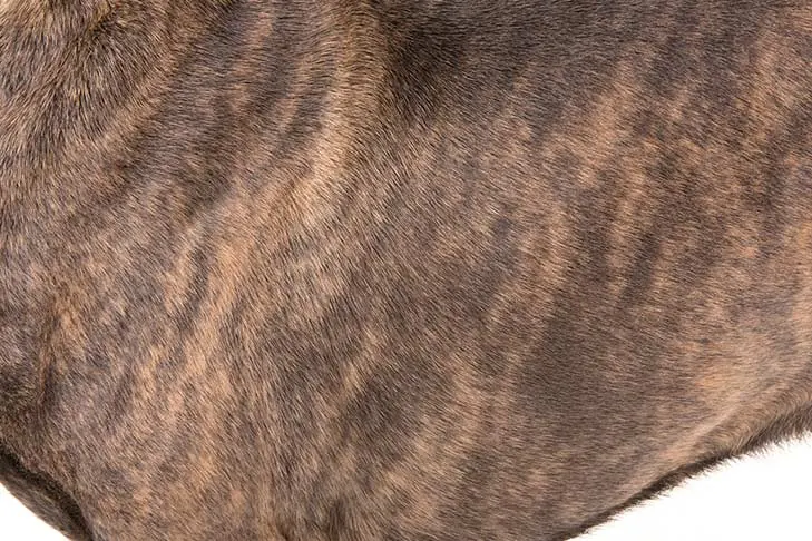 کین کورسو (Cane Corso)