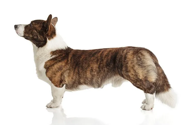 کاردیگن ولش کورگی (Cardigan Welsh Corgi)