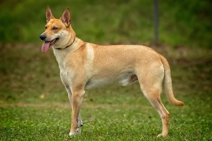 سگ کارولینا (Carolina Dog)