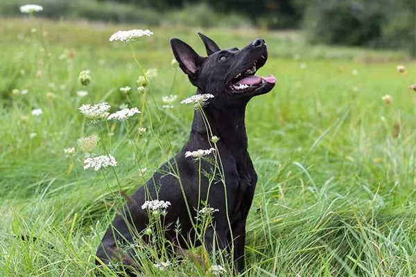 Carolina Dog