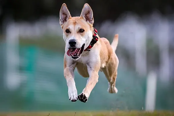 سگ کارولینا (Carolina Dog)