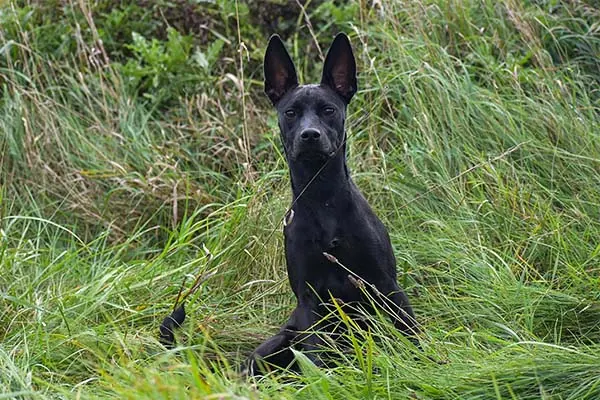 گالری تاریخچه سگ کارولینا (Carolina Dog)