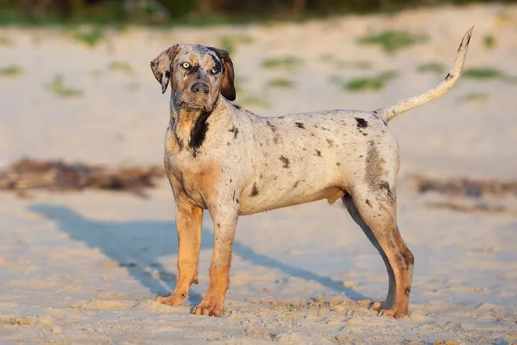 کاتاهولا لئوپارد داگ (Catahoula Leopard Dog)
