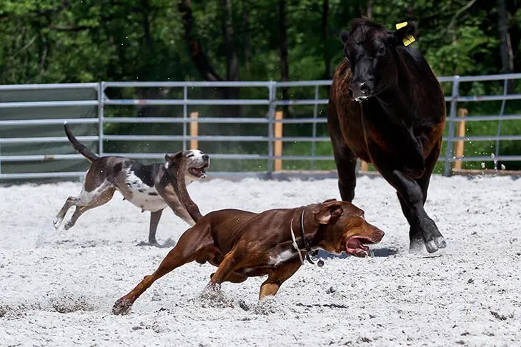 Catahoula Leopard Dog