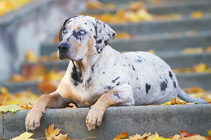 کاتاهولا لئوپارد داگ (Catahoula Leopard Dog)