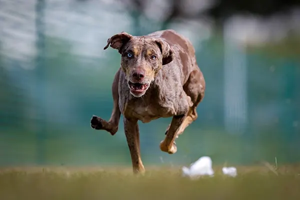 گالری تاریخچه کاتاهولا لئوپارد داگ (Catahoula Leopard Dog)