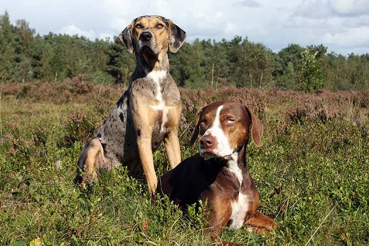 گالری تاریخچه کاتاهولا لئوپارد داگ (Catahoula Leopard Dog)