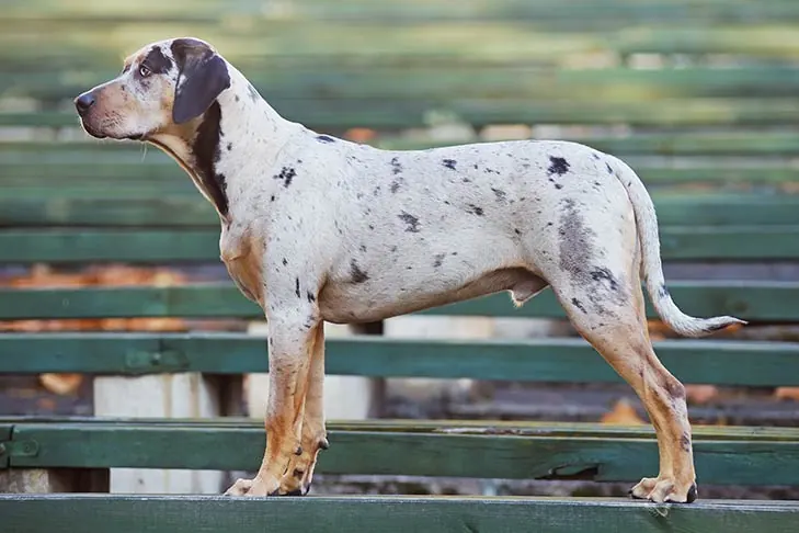 گالری تاریخچه کاتاهولا لئوپارد داگ (Catahoula Leopard Dog)