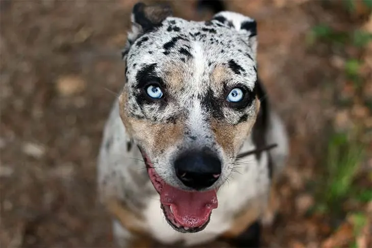 گالری تاریخچه کاتاهولا لئوپارد داگ (Catahoula Leopard Dog)