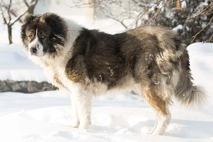 سگ گلۀ قفقازی (Caucasian Shepherd Dog)