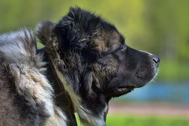 Caucasian Shepherd Dog