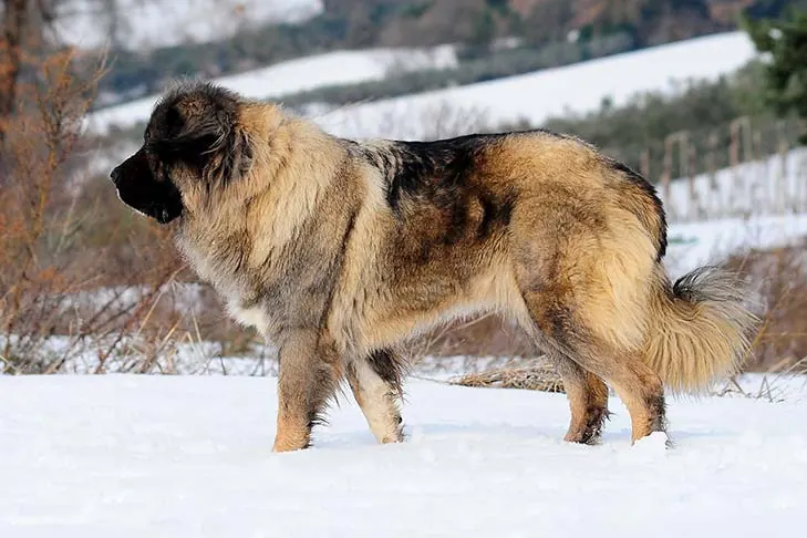 سگ گلۀ قفقازی (Caucasian Shepherd Dog)