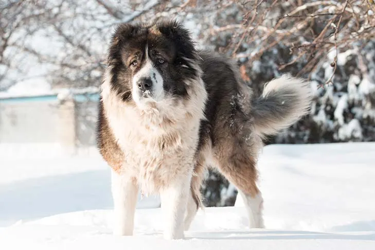 گالری تاریخچه سگ گلۀ قفقازی (Caucasian Shepherd Dog)
