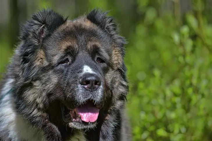 گالری تاریخچه سگ گلۀ قفقازی (Caucasian Shepherd Dog)