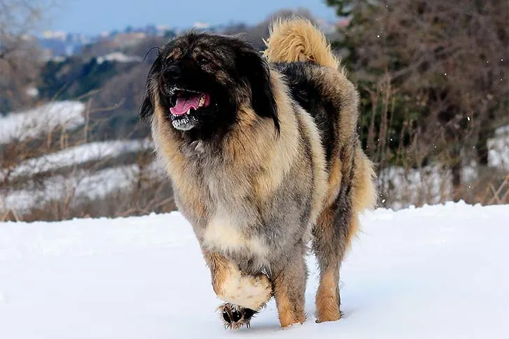 گالری تاریخچه سگ گلۀ قفقازی (Caucasian Shepherd Dog)