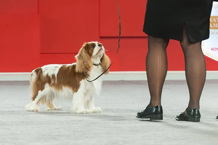کاوالیر کینگ چارلز اسپانیل (Cavalier King Charles Spaniel)