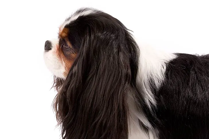 Cavalier King Charles Spaniel