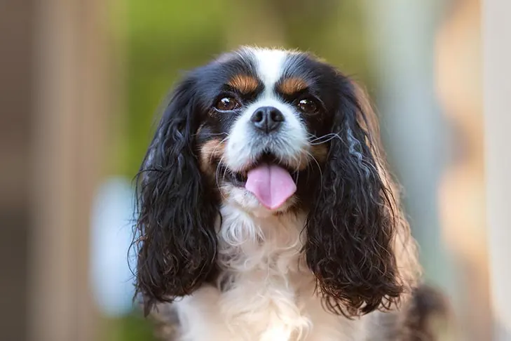 کاوالیر کینگ چارلز اسپانیل (Cavalier King Charles Spaniel)