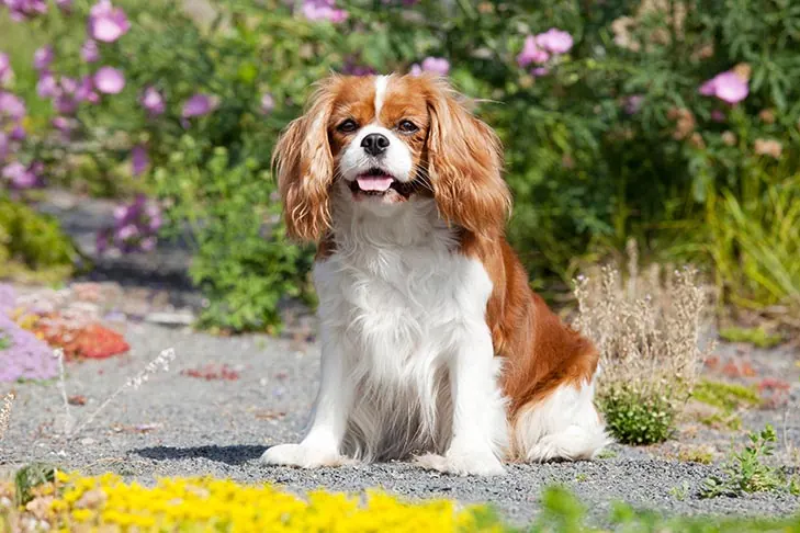 گالری تاریخچه کاوالیر کینگ چارلز اسپانیل (Cavalier King Charles Spaniel)