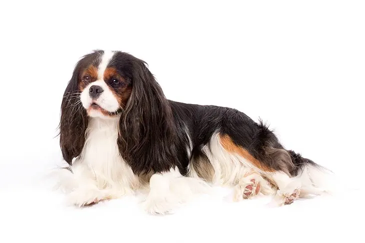 گالری تاریخچه کاوالیر کینگ چارلز اسپانیل (Cavalier King Charles Spaniel)