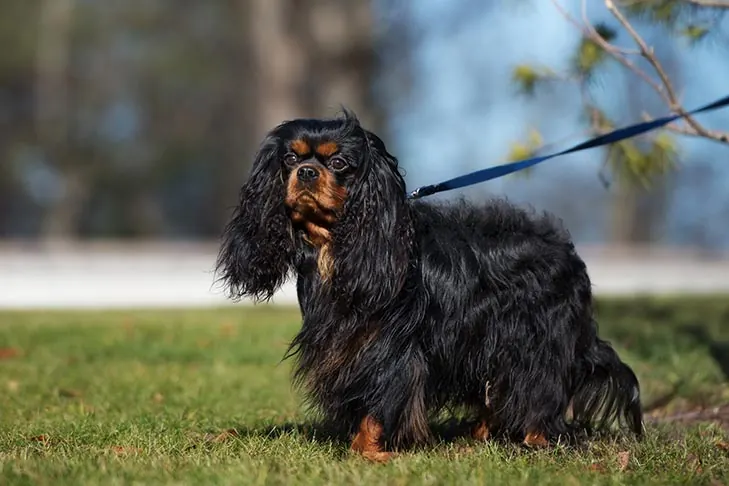 گالری تاریخچه کاوالیر کینگ چارلز اسپانیل (Cavalier King Charles Spaniel)