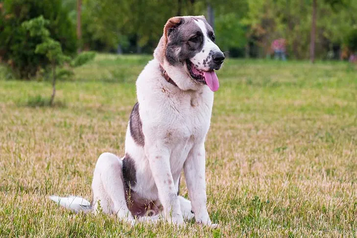 سگ گله آسیای مرکزی (Central Asian Shepherd Dog)