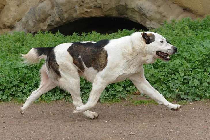 گالری تاریخچه سگ گله آسیای مرکزی (Central Asian Shepherd Dog)
