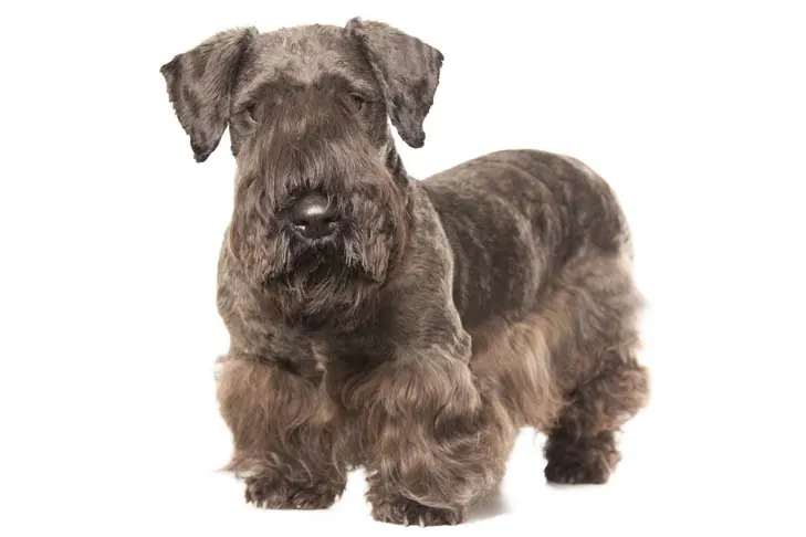 چسکی تریر (Cesky Terrier)