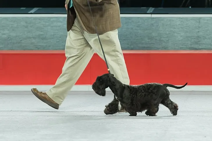 Cesky Terrier