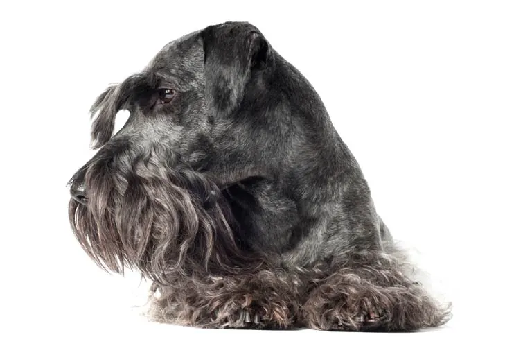 چسکی تریر (Cesky Terrier)