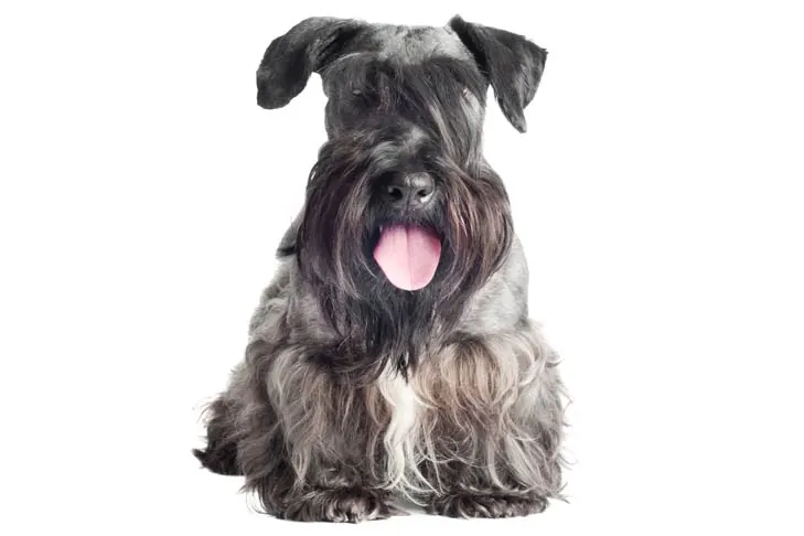 گالری تاریخچه چسکی تریر (Cesky Terrier)
