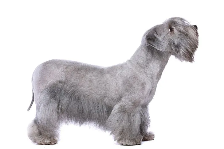 گالری تاریخچه چسکی تریر (Cesky Terrier)