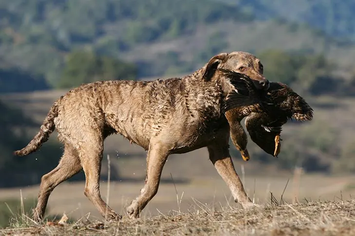 چساپیک بی ریتریور (Chesapeake Bay Retriever)