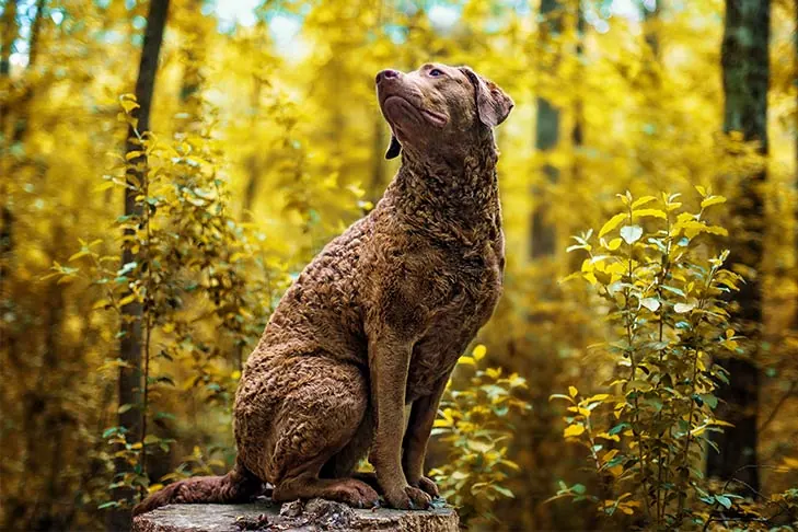 Chesapeake Bay Retriever