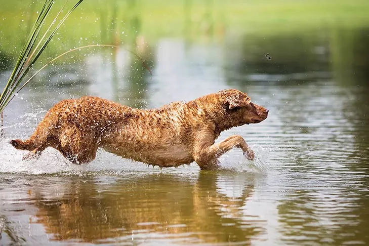 چساپیک بی ریتریور (Chesapeake Bay Retriever)