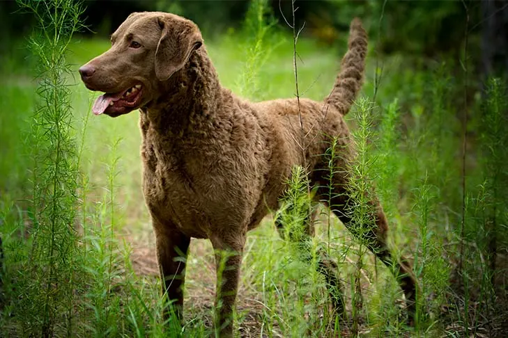 گالری تاریخچه چساپیک بی ریتریور (Chesapeake Bay Retriever)