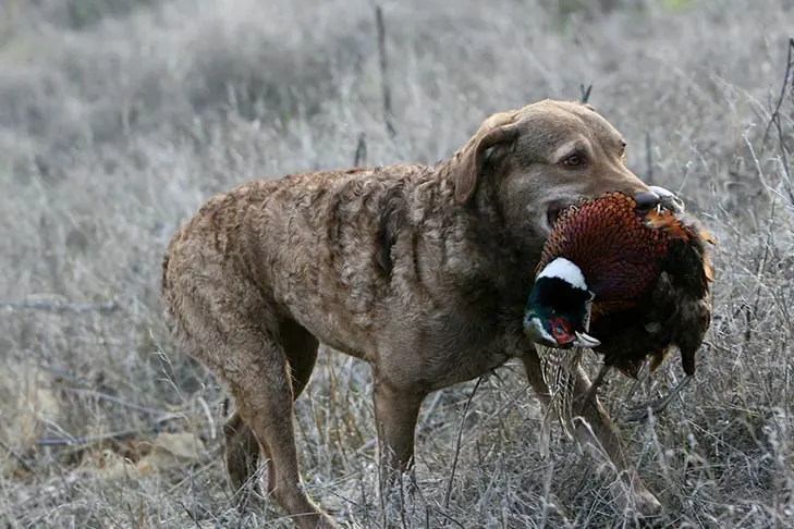 گالری تاریخچه چساپیک بی ریتریور (Chesapeake Bay Retriever)