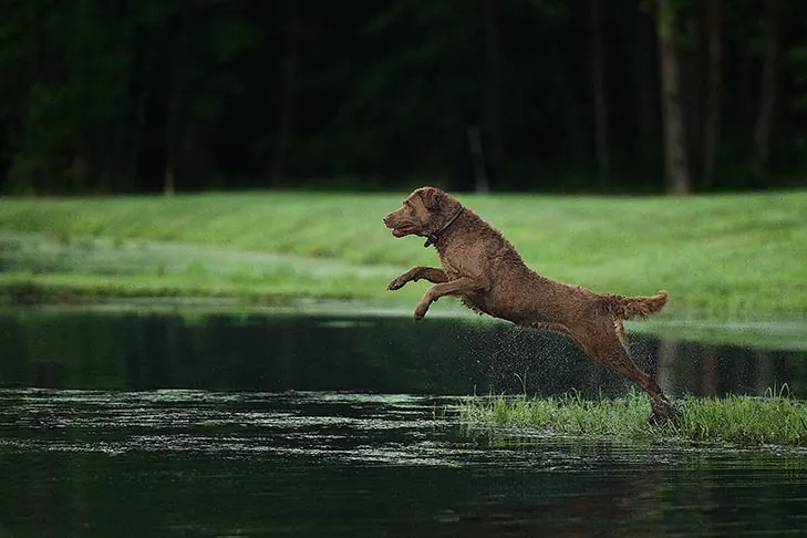 گالری تاریخچه چساپیک بی ریتریور (Chesapeake Bay Retriever)