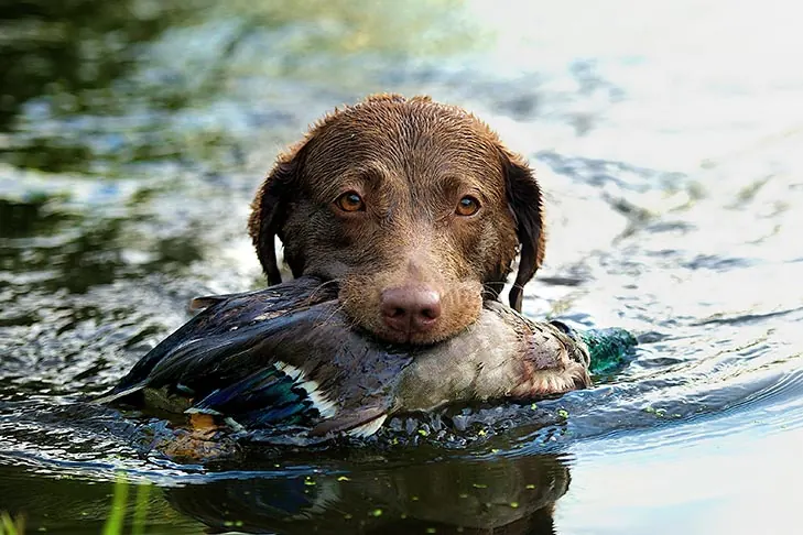 گالری تاریخچه چساپیک بی ریتریور (Chesapeake Bay Retriever)