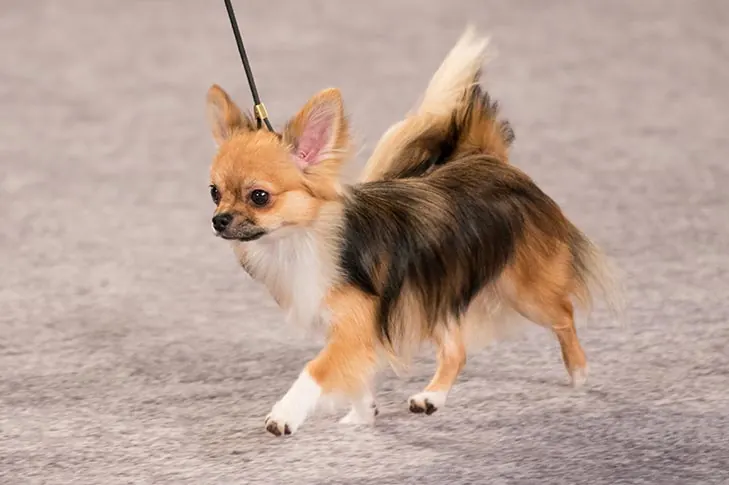 Chihuahua