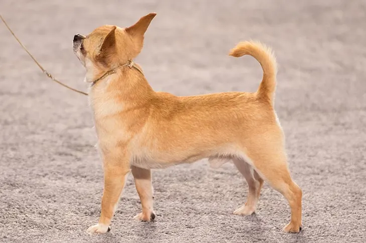 چی واوا (Chihuahua)