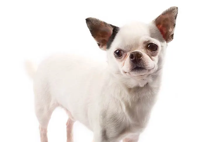 گالری تاریخچه چی واوا (Chihuahua)