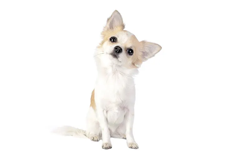گالری تاریخچه چی واوا (Chihuahua)